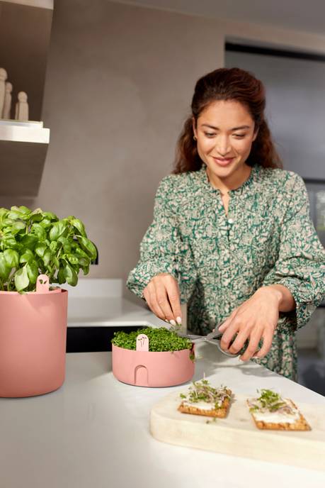 magic microgreens toffee terra